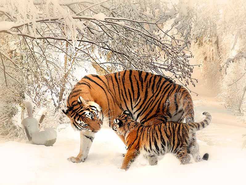 Ngày 29 tháng 7 là ngày Quốc tế Hổ